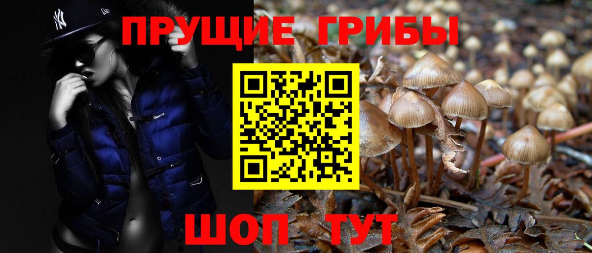 Галлюциногенные грибы Psilocybine cubensis Вичуга